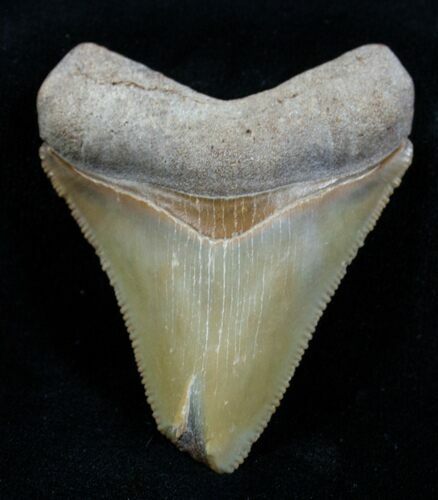 Tan Megalodon Tooth - Bone Valley #3829